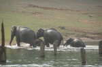 P.N. Periyar: familia de elefantes saliendo del lago - Kerala