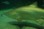 Tiburon - Acuario de Dingle
Irlanda, Kerry, Anillo de Dingle, Tiburon