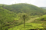 Tea Plantation in Thekkady, Kerala