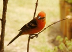Pájaro de vivos colores en el jardín de Finca Lérida - Boquete