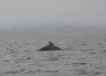 Otro Delfín en Bahía de los Delfines - Bocas del Toro
Panamá, Bocas del Toro, Isla de San Cristobal, Bahia de los delfines, Delfin, Delfines