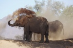 Elefantes del desierto - Huab River, Twyfelfontein, Damaraland