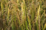 Arroz listo para cosechar - Backwaters - Kerala