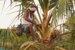 Old man on a Palm tree -Backwaters- Kerala