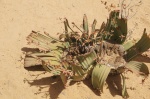 Welwitschia mirabilis, Bosque Petrificado, Khorixas