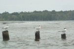 Tres gaviotas donde irán... -Boca del Drago- Isla Colon
Panamá, Bocas del Toro, Isla Colon, Boca del Drago