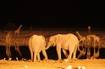 Charca del Campamento de Okaukuejo, Parque Nacional de Etosha
Namibia, Etosha, Etosha, Okaukuejo Camp, elefantes, rinoceronte, jirafas