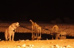 Elefantes, Jirafas y un Rinoceronte en la charca de Okaukuejo, Etosha
Namibia, Etosha, Etosha, Okaukuejo Camp, elefantes, rinoceronte, jirafas