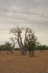 Moringa cerca del Bosque Encantado - PN Etosha