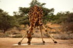 Giraffe drinking in Grunewald  waterhole - Etosha