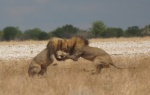 Dos grandes leones peleando por una hembra - Etosha