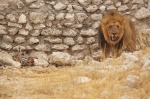 León con su presa en la charca de Ozonjuitji m’Bari - Etosha