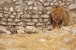 León con su presa en la charca de Ozonjuitji m’Bari - Etosha
Namibia, Etosha, Etosha, Parque nacional