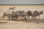 Charca de Ozonjuitji m’Bari - Etosha