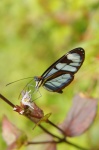 Mariposa de alas azules -Reserva de Palo Seco-La Amistad- Bocas del Toro
Panamá, Bocas del Toro, Reserva de la Biosfera de Palo Seco-La Amistad