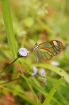 Mariposa de alas transparentes -Reserva de Palo Seco-La Amistad- Bocas del Toro