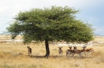 Tranquilidad bajo la sombra de una acacia en la zona de Adamax - Etosha
Namibia, Etosha, Etosha, Parque nacional, Antilopes, Springboks