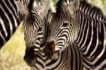 Cebras  de Burchell en Etosha National Park