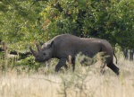 Rinoceronte Negro - Parque Nacional de Etosha