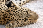 Leopardo bello durmiente, en el camino de Halali
Namibia, Etosha, Etosha, Parque nacional, Leopardo