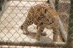 Jaguar - Vivero de El Níspero - Valle de Antón, Coclé