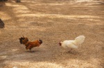 Pelea de gallos - Valle de Antón