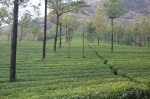 Plantación de Te, Munnar, Kerala