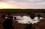 Espectadores y los elefantes en Halali - Etosha