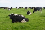 Pradera con Over-vaquing, Wexfor County (Hook Head Peninsula)