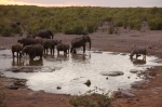 Elefantes y Rinocerontes - Charca Halali, Parque nacional de Etosa