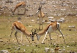 Springboks fighting in Etosha National Park