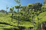 Plantación de Té a las afueras de Ooty, Tamil Nadu
India, Sur de India, Tamil Nadu, Ooty, Nilgiris