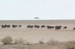 Espejismo y ñus - Pan de Etosa
Namibia, Etosha, Etosa, Parque nacional, Paisaje, lago salado