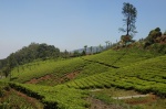 Plantaciones de Te, en la carretera de Ooty a Gudalur
India, Sur de India, Tamil Nadu, Ooty, Nilgiris