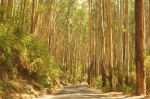 Bosque - carretera de Ooty a Gudalur