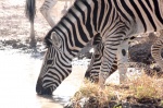 Cebras cerca de Namutoni, Etosha