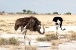 Avestruces en Etosha
Namibia, Etosha, Etosa, Parque Nacional, Avestruces