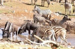 Charca de Groot Okevi petada de animales - Etosha
Namibia, Etosha, Etosa, Parque Nacional, ñus, cebras, charca
