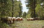 Rebaño de Ovejas - Torcas de los Palancares y Tierra Muerta