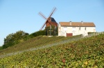 Molino de Verzenay y los viñedos en Otoño - Champaña
Champaña-Ardenas, Champagne-Ardenne, Champaña, Molino