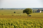 Burgundy wineyards in September