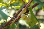 Uva Chardonnay - el alma del vino blanco de Borgoña