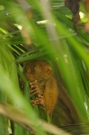 Tasiero o Tasier, el mono más pequeño del mundo - Corella, Bohol
Filipinas, Bohol, Corella, Tasier, tasiero, mono