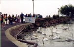 Cisnes en el lago Balaton
Hungria, Balaton, Lago, cisnes