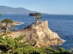 Lone Stands Cypress - 17-Mile Drive - Monterey, California