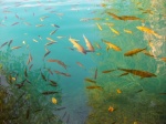 Fishes Plitvice National Park