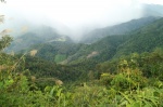 Selva de Borneo, cerca de Ranau