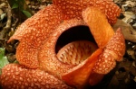 Rafflesia - la flor mas grande del mundo