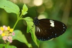 Mariposa negra - Borneo - Malasia