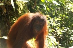 Orangután - Sempilok - Borneo
Orangután, Sempilok, Sabah, Borneo